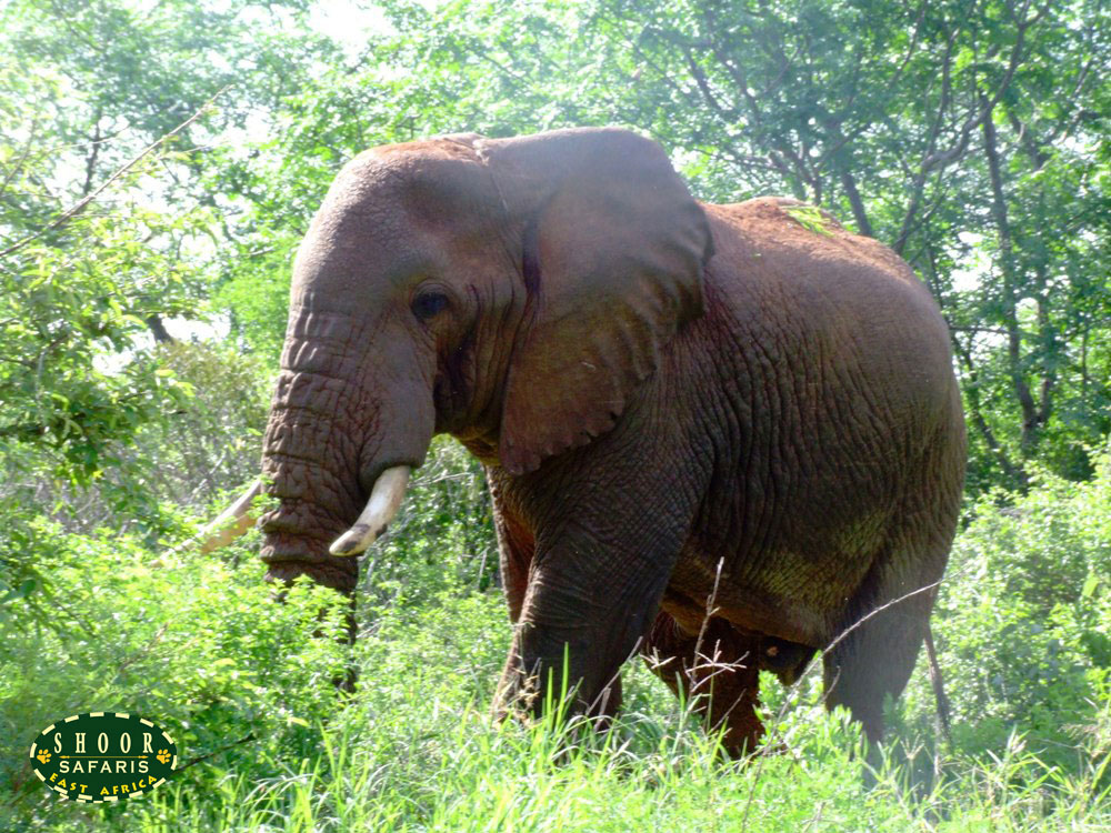 Bull elephant grazing in the bush Amboseli